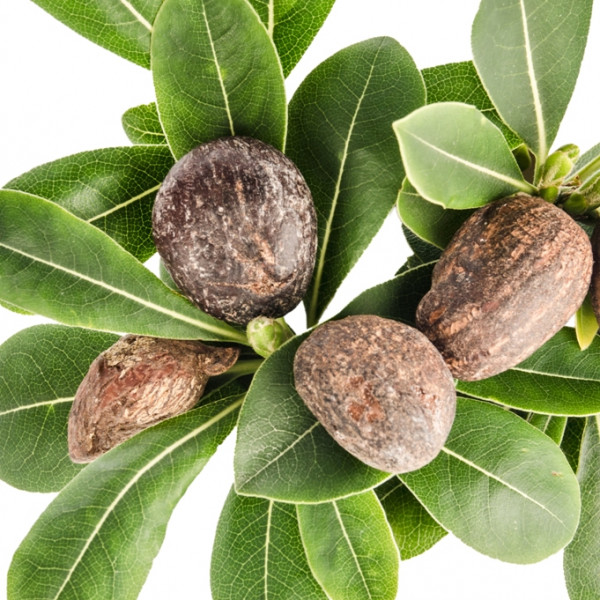 Neogric Shea Butter - We Facilitate The Supply & Export of Farm Produce To Local and Global Businesses - Redefining The Agric Supply Chain In Africa - Shea Butter