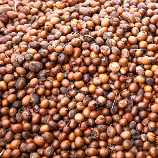 Neogric Shea Butter - We Facilitate The Supply & Export of Farm Produce To Local and Global Businesses - Redefining The Agric Supply Chain In Africa - Shea Butter