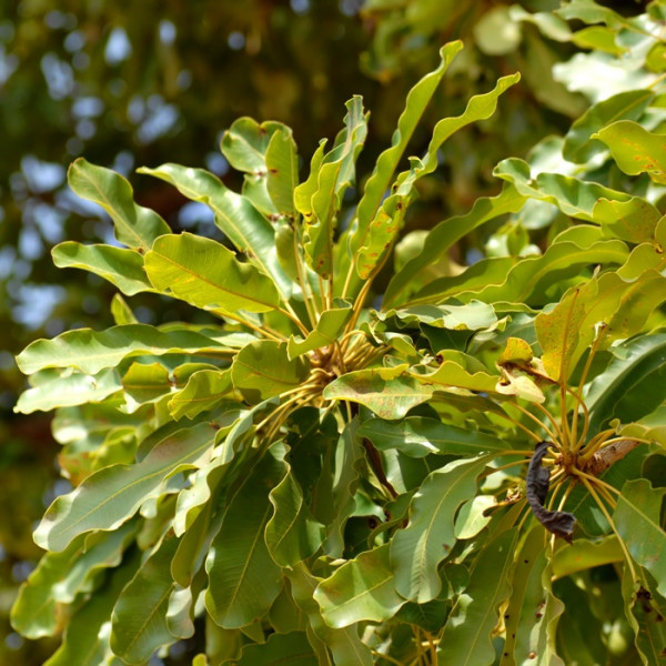 Neogric Shea Butter - We Facilitate The Supply & Export of Farm Produce To Local and Global Businesses - Redefining The Agric Supply Chain In Africa - Shea Butter