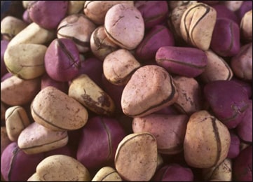 Kola Nut Fresh Leaves for Export and Wholesale Trade - Neogric