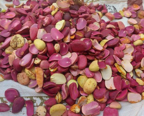 Fresh-Kola-Nuts-Cola-Nitida-Top-Exporter-Supplier-Neogric-Redefining-Africas-Agric-Supply-Chain-2