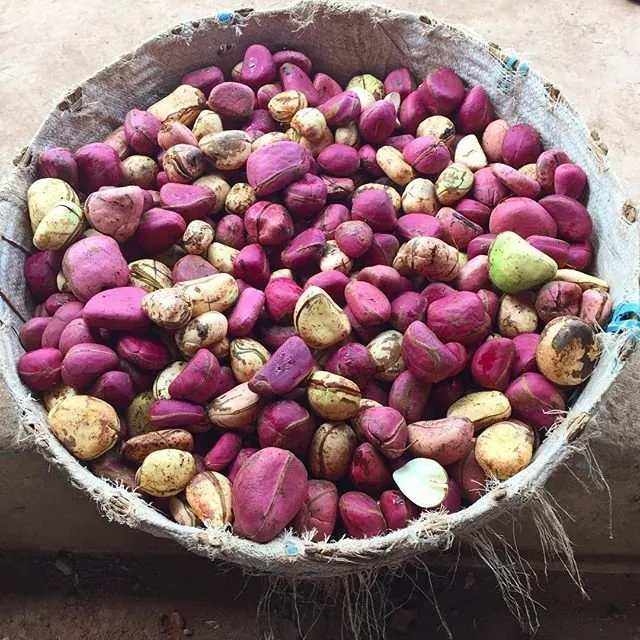 Kola-Nuts-Cola-Nitida-Top-Exporter-Supplier-Neogric-Redefining-Africas-Agric-Supply-Chain-1