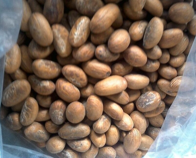 Bitter-Kola-Garcinia-Kola-Top-Exporter-Supplier-Neogric-Redefining-Africas-Agric-Supply-Chain-2