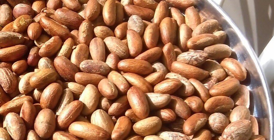 Bitter-Kola-Garcinia-Kola-Top-Exporter-Supplier-Neogric-Redefining-Africas-Agric-Supply-Chain-3