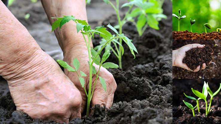Organic Fertilizer: All You Need To Know About The Benefits, Procedures & Best Practices - Neogric - Global Agric Order Fulfilment