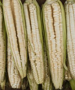 Neogric - Corn (White) (2)