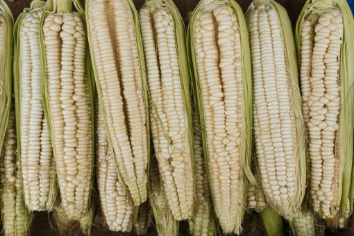 Neogric - Corn (White) (2)