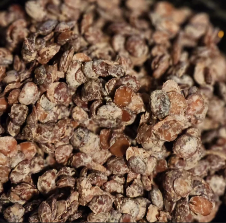 Fresh Locust Bean Fresh Leaves for Export and Wholesale Trade - Neogric