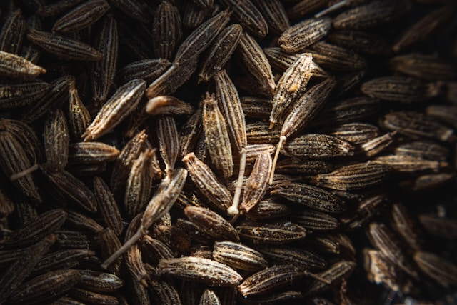 Cumin Fresh Leaves for Export and Wholesale Trade - Neogric