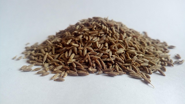 Cumin Fresh Leaves for Export and Wholesale Trade -Neogric