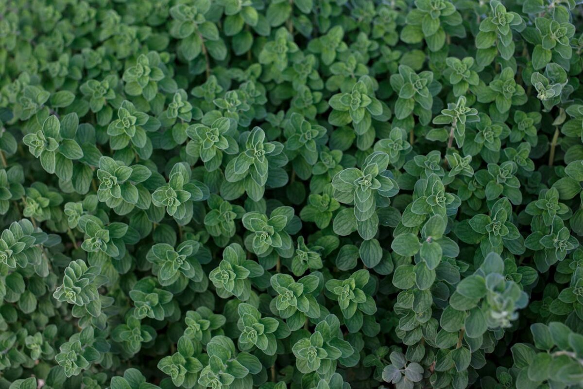 Oregano Fresh Leaves for Export and Wholesale Trade - Neogric