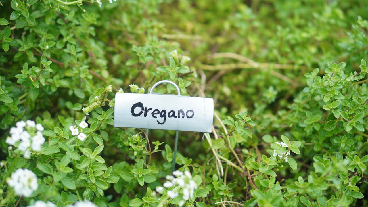 Oregano Fresh Leaves for Export and Wholesale Trade - Neogric
