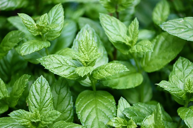 Peppermint Fresh Leaves for Export and Wholesale Trade - Neogric