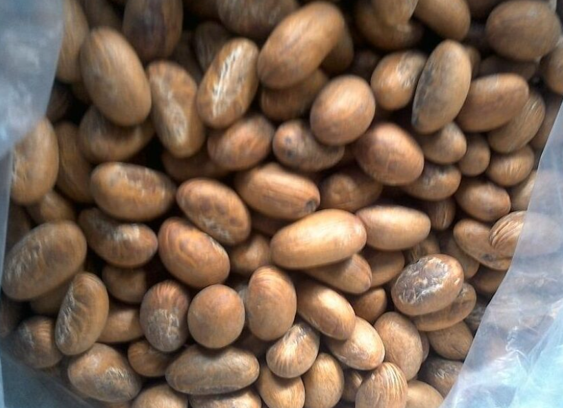 Bitter Kola Fresh Leaves for Export and Wholesale Trade - Neogric