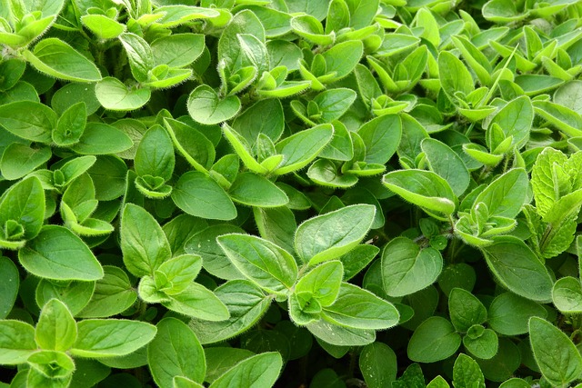Marjoram Fresh Leaves for Export and Wholesale Trade - Neogric