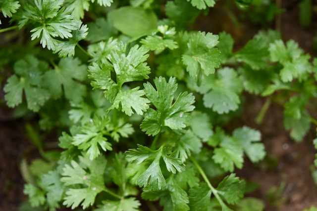 Parsley Fresh Leaves for Export and Wholesale Trade - Neogric