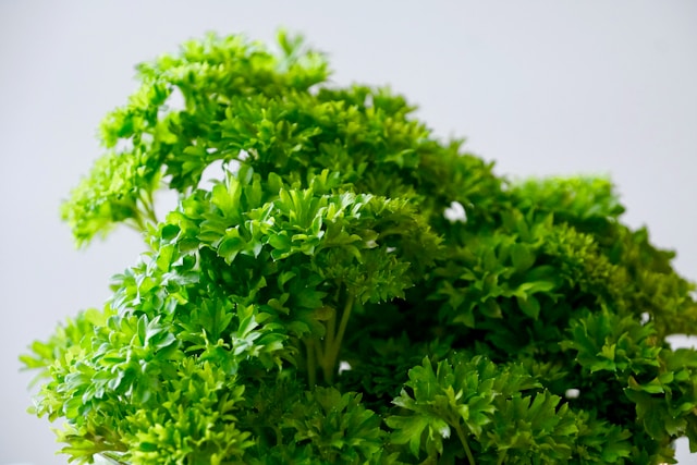 Parsley Fresh Leaves for Export and Wholesale Trade - Neogric