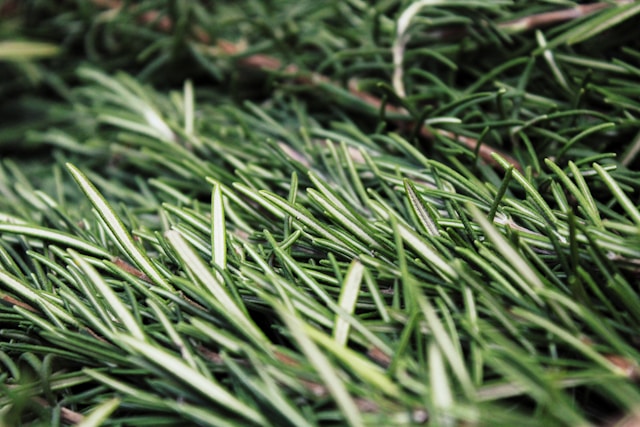 Rosemary Fresh Leaves for Export and Wholesale Trade - Neogric