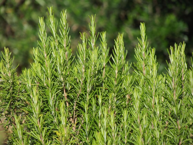 Rosemary Fresh Leaves for Export and Wholesale Trade - Neogric