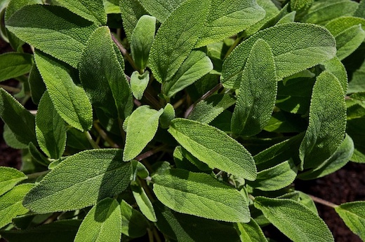 Sage Fresh Leaves for Export and Wholesale Trade - Neogric