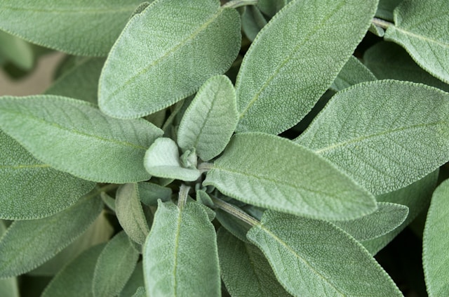 Sage Fresh Leaves for Export and Wholesale Trade - Neogric