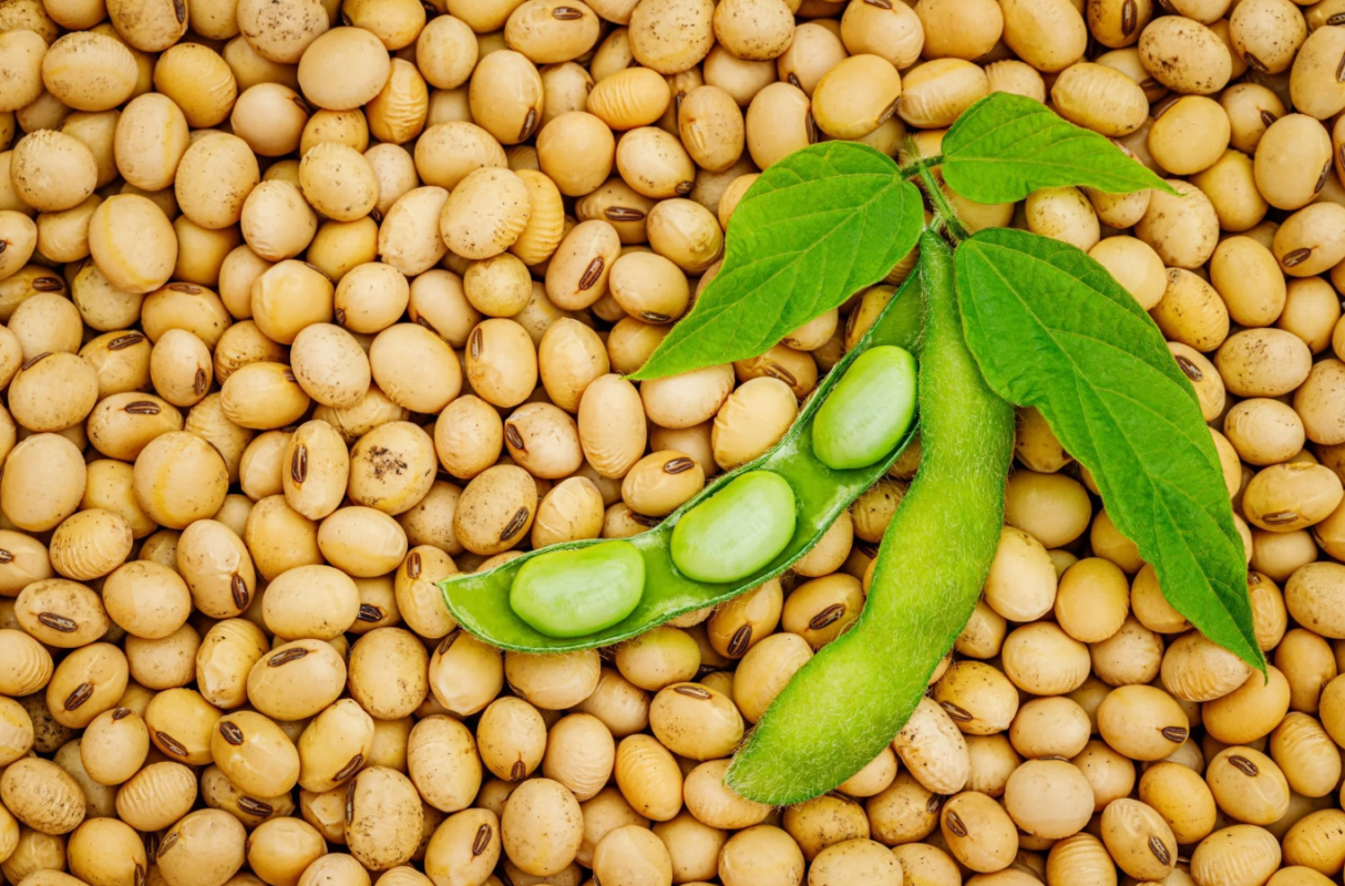 Soybean Fresh Leaves for Export and Wholesale Trade - Neogric
