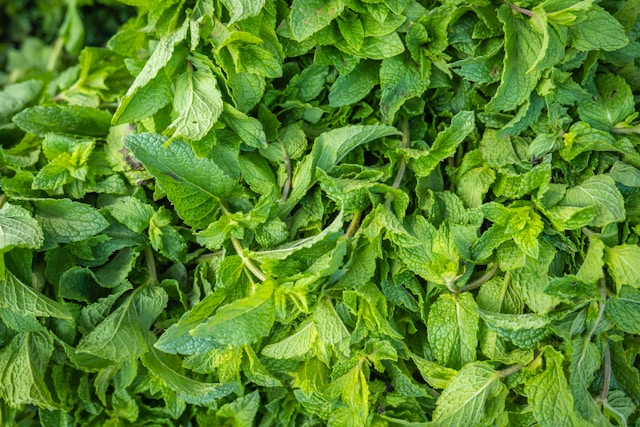 Spearmint Fresh Leaves for Export and Wholesale Trade - Neogric
