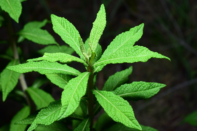 Spearmint Fresh Leaves for Export and Wholesale Trade - Neogric