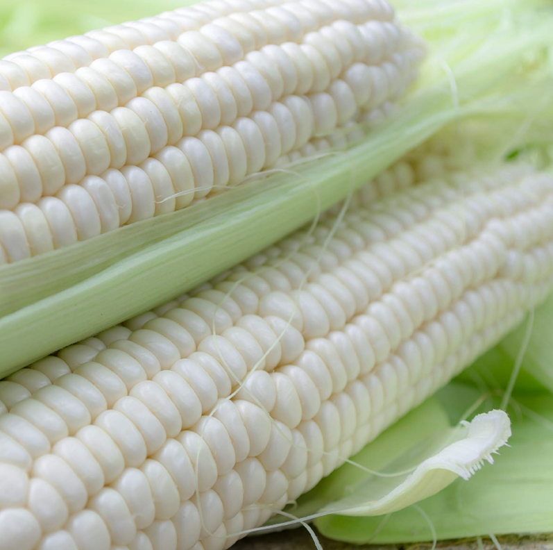 White Corn Fresh Leaves for Export and Wholesale Trade - Neogric