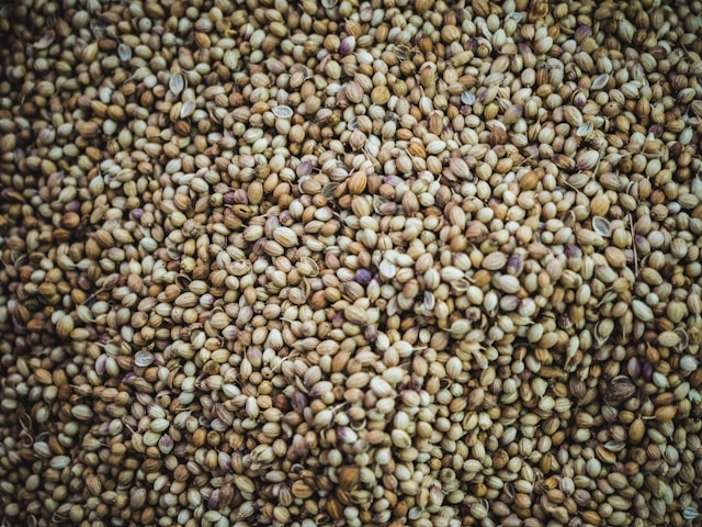 Coriander Seed Fresh Leaves for Export and Wholesale Trade -Neogric