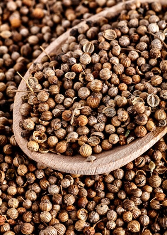 Coriander Seed Fresh Leaves for Export and Wholesale Trade - Neogric