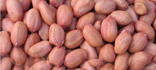 Groundnut Fresh Leaves for Export and Wholesale Trade - Neogric