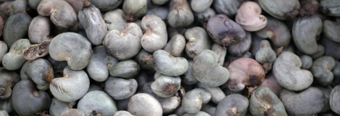 Raw Cashew Nut Fresh Leaves for Export and Wholesale Trade - Neogric