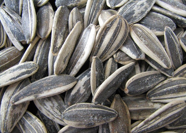 Sunflower Seed Fresh Leaves for Export and Wholesale Trade - Neogric