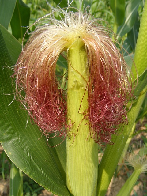 Corn Silk - Fresh Leaves for Export and Wholesale Trade - Neogric