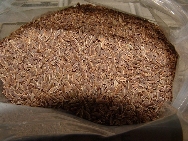 Dill Seed Fresh Leaves for Export and Wholesale Trade - Neogric