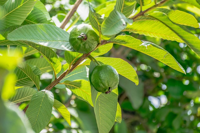 Guava Leaf Fresh Leaves for Export and Wholesale Trade -Neogric