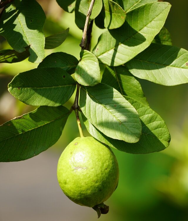 Guava Leaf Fresh Leaves for Export and Wholesale Trade -Neogric