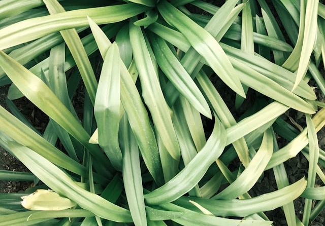 Lemongrass Fresh Leaves for Export and Wholesale Trade - Neogric