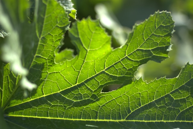 Verbascum Leaf Fresh Leaves for Export and Wholesale Trade -Neogric