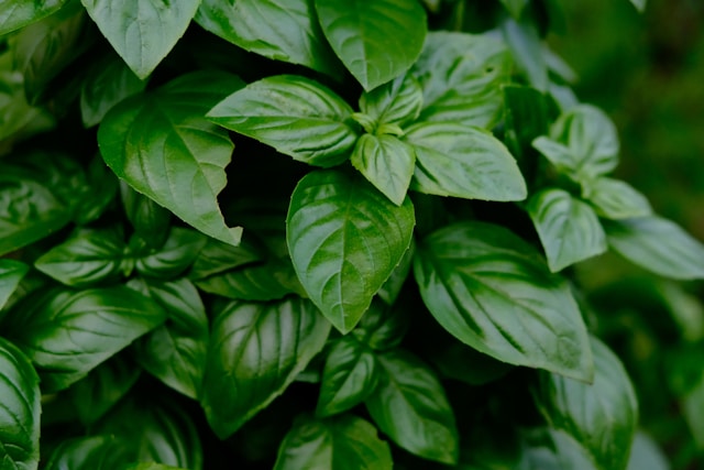 Fresh basil leaves for export and wholesale trade